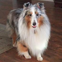 Lance - Shetland Sheepdog