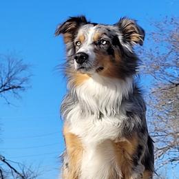 Ripper - Miniature Australian Shepherd