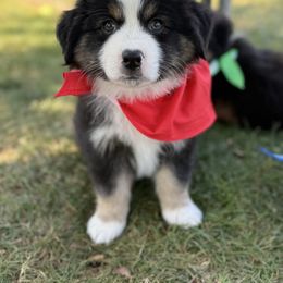 Hagrid - red - Black tri male Miniature American Shepherd puppy in Enumclaw, Washington from Mount Peak Mini American Shepherds