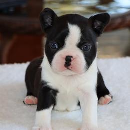 Elliot - Black and white male Boston Terrier puppy in Winnsboro, Texas from JP Ranch Bulldogs