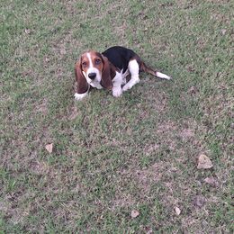 Basset Hound All Grown Up from Dream Weavers Basset Hounds