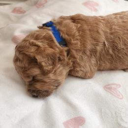Blue - Goldendoodle