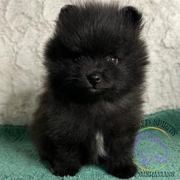AKC CHA-CHA - Black male Pomeranian puppy in Watkins Glen, New York from Wicked Spirits Pomeranians