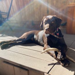 Labrador Retriever All Grown Up from Rocky Mountain Dogs - Utah