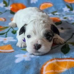 Professor Plum - Purple Collar - Black and white male Shichon puppy in Troy, Ohio from Ever After Tails