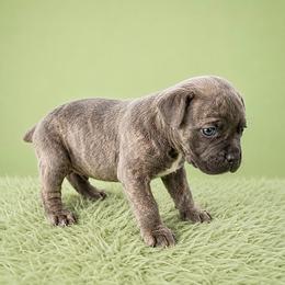 Scoot - Gray brindle male Cane Corso puppy in Haslet, Texas from Trained To Go Corso Kennels (T.T.G. Corso Kennels)