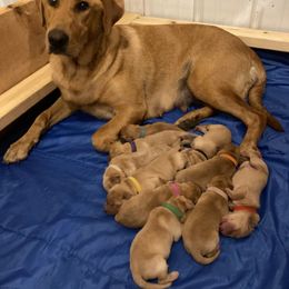 Girl 3 - female Labrador Retriever puppy in Eleva, Wisconsin from Dan's Labrador Retrievers