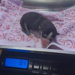 Scottie - Black and white male Pomsky puppy in Spring Hill, Florida from PDQ Pomskies