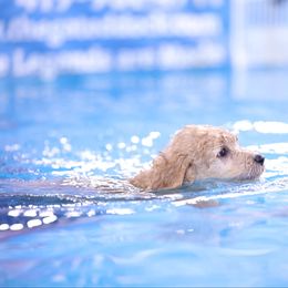 Poodle Puppies from Pawsable Prospects