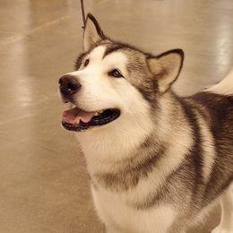 Cochise - Alaskan Malamute
