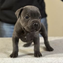 Cane Corso from Cane Sportivo