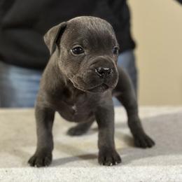 Cane Corso from Cane Sportivo