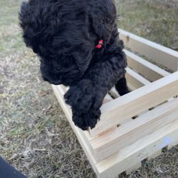 Labradoodle Puppies from Ross Farm Doodles