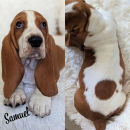 Samuel - Basset Hound puppy from Foreman's Freckled Basset Hounds