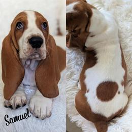 Samuel - Basset Hound puppy from Foreman's Freckled Basset Hounds
