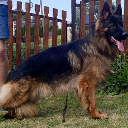 Ganga - German Shepherd