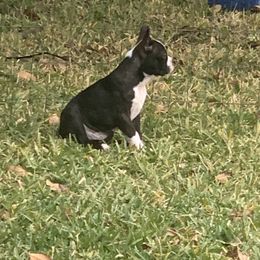 Boston Terrier Puppies from Daddy Daughter’s Boston Terrier’s