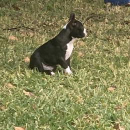Boston Terrier Puppies from Daddy Daughter’s Boston Terrier’s