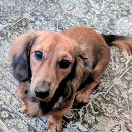 Val - Dachshund