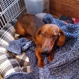 Dachshunds from Janet's Dachshunds