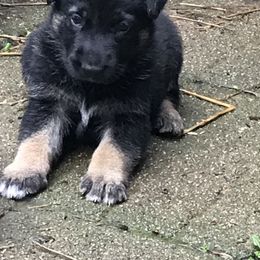 German Shepherd Puppies from Sandy’s Shepherds