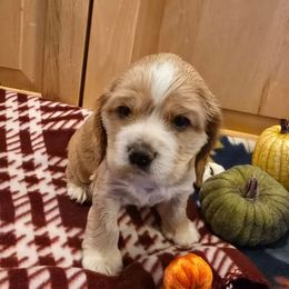 Denver - Buff male Cocker Spaniel puppy in Platteville, Wisconsin from Elk Grove Cocker Spainels