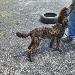 Poodle Puppies from Holly's Poodles