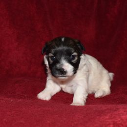 Nutmeg Boy 4 - White and tan male Russell Terrier puppy in Middletown, Virginia from DBF Russell Terriers