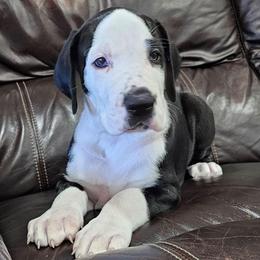 Mantle Big Blaze - Mantle female Great Dane puppy in Castle Rock, Washington from Uber Alles Great Danes