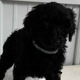 Light Blue - Black female Poodle puppy in Hamilton, Ohio from Grandview Farm