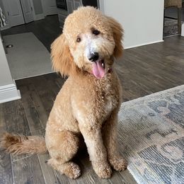 Dolly - Goldendoodle