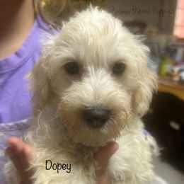 Dopey - White male Schnoodle puppy in Sedalia, Missouri from Farmer Brown's Puppies