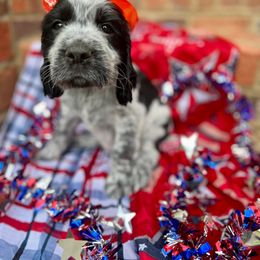 Girl 4 - English Springer Spaniel puppy in Swainsboro, Georgia from Sweet Georgia Springers
