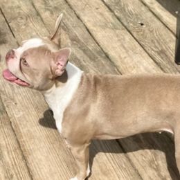 Boston Terriers from NC Boston Babies