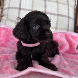 Millie - Brown female Cocker Spaniel puppy in Corcoran, California from Sweetheart Cockers