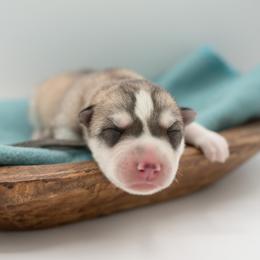 Trouper - Gray and white male Siberian Husky puppy in Meadow Vista, California from Thistle Hill Siberians