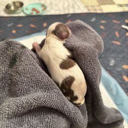 Hope - Chocolate, tan and white female Yorkshire Terrier puppy in Williamstown, New Jersey from Pat’s Garden State Yorkies