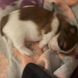 Girl 1 - Sable and white female Shih Tzu puppy in Troy, Texas from Smith Shih Tzu