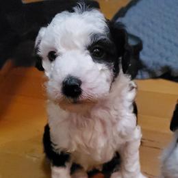 Milly - Black and white female Sheepadoodle puppy in Bellevue, Iowa from Fluffy Wonders Poms and Doodles