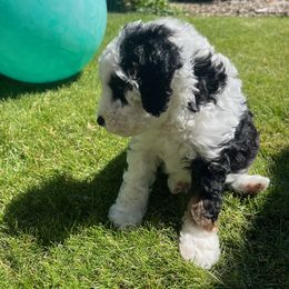 Espresso - Tri-color female Bernedoodle puppy in Washougal, Washington from Sandy Creek Bernedoodles