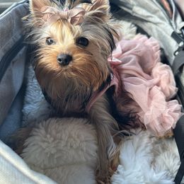 Sophia - Yorkshire Terrier
