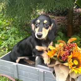 Roman - Black and cream male Dachshund puppy in Warrior, Alabama from Bountiful Dachshunds