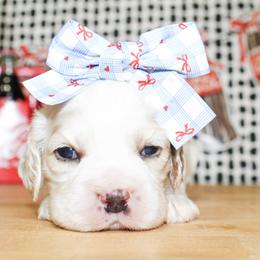 Harlie - Buff and white female Cocker Spaniel puppy in Rattan, Oklahoma from Double M Cocker Spaniels