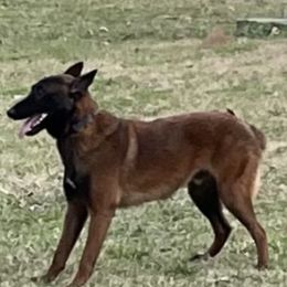 Axel - Belgian Malinois