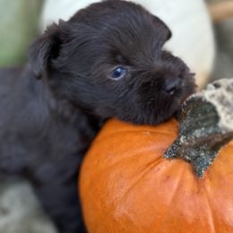 Miniature Schnauzers from Sugar Kookie Schnauzers