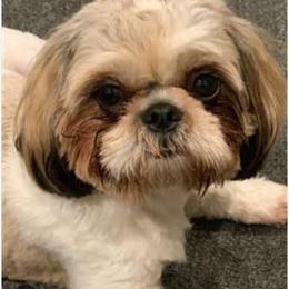 Lola - Shih Tzu