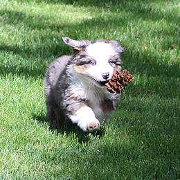 Boy 2 - male Miniature American Shepherd puppy in Elgin, Oregon from LongMile Aussies