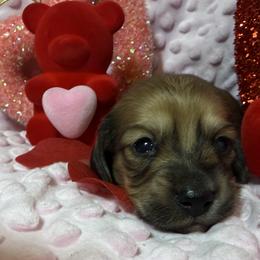 Poppy - Cream female Dachshund puppy in Somerset, Pennsylvania from Rae’s Dapper Dachshunds