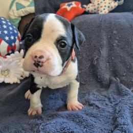 Pie - Black female American Staffordshire Terrier puppy in Toledo, Ohio from Marketabulls N Staffs
