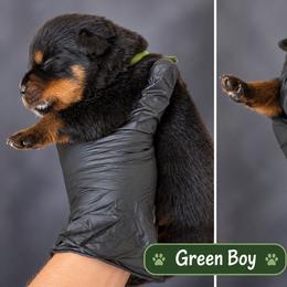 Green boy - Black and mahogany male Rottweiler puppy in Lake City, Florida from Haus Der Wut Kennels